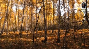 Утро янтарного леса (Morning of amber forest) (*)