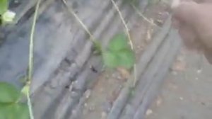 Болезнь клубники.