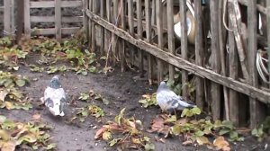 Николаевские голуби