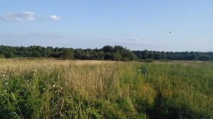 Звуки природы, стрекотание кузнечиков