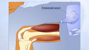 Коленный рефлекс. Анатомия человека