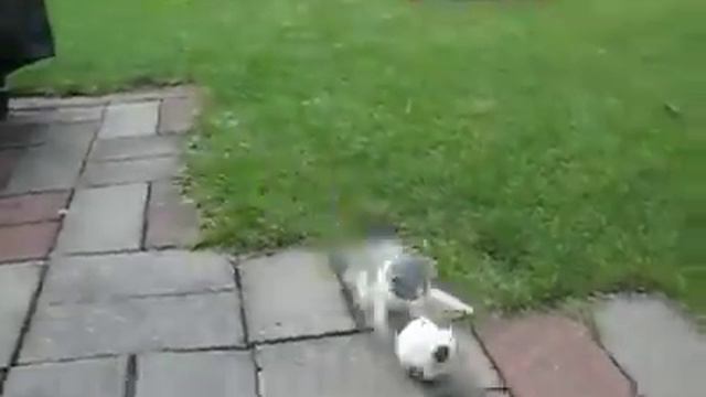 котик играет в мяч смотреть онлайн