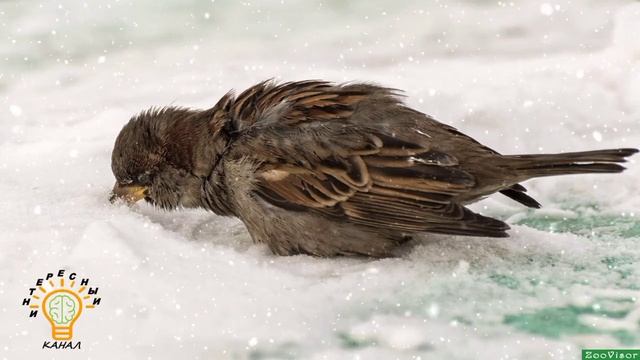 Притча о маленькой птичке смотреть онлайн