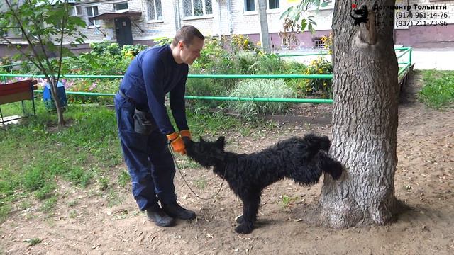 Физкультура для собаки: упражнения для укрепления задних лап и спины.Шигаев Роман и ризеншнауцерКуба