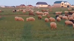 Бараны