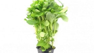 Реган трава: описание, свойства и применение