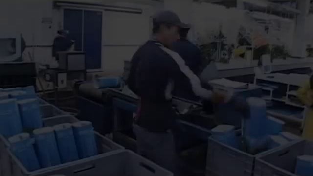 Bella Rosa розы из Эквадора смотреть онлайн