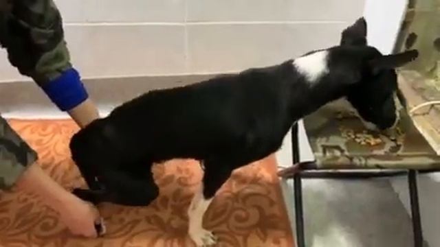 Черныш - спинальник из Горячего Ключа смотреть онлайн