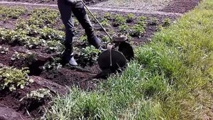 Ручное окучивание картофеля. Окучивание картофеля. Manual hiller.