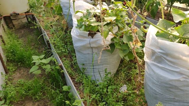 Батат в мешках: миграция в теплицу на осень смотреть онлайн