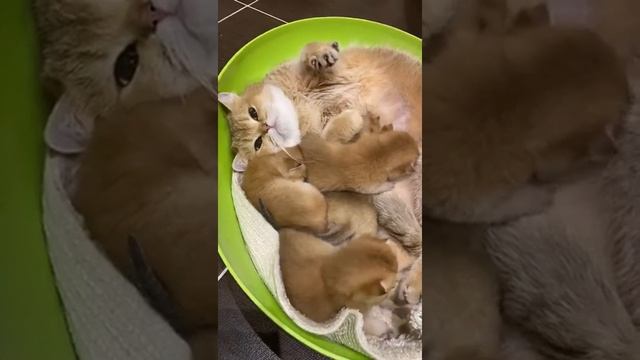 Британская золотая шиншилла #котята #смешныекотята #кошки