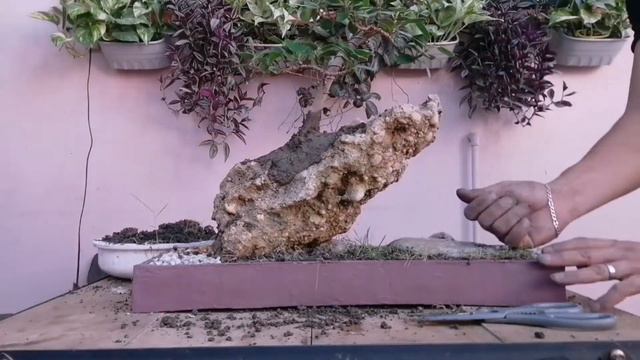 SIMPLE BONSAI DESIGN Ficus And Rocks lion King Inspired... смотреть онлайн