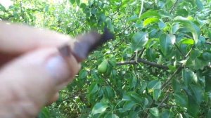 ЧТО ДЕЛАТЬ ,ЕСЛИ НА ГРУШИ ЛИСТЬЯ ЧЕРНЕЮТ ?Досмотрите это видео есть решение этой проблемы!