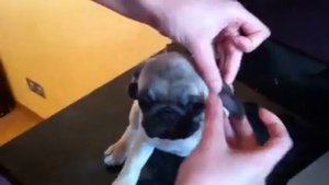 Клеем ушки мопсу