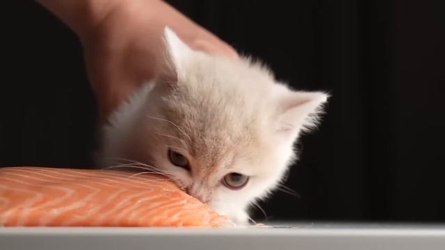 【猫咪生骨肉吃播ASMR】豹猫&矮脚小奶猫总算吃上了三文鱼，还有小乳鼠 смотреть онлайн