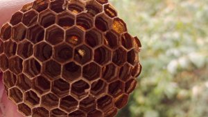 Шершни строят гнездо