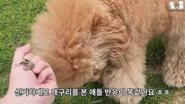 강아지 운동장 오늘 우리가 접수한다!!