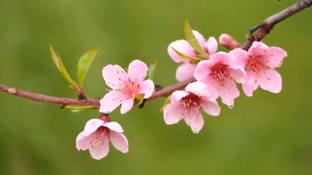 Безумно Красивая музыка для души! БОЖЕСТВЕННАЯ КРАСОТА ЦВЕТОВ и МУЗЫКИ    Для Вас с любовью