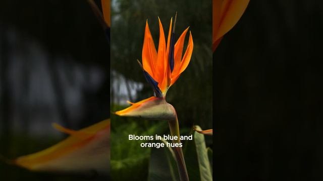 #shortvideo The Enchanting World Of The Bird Of Paradise Flower