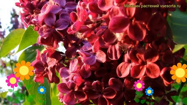 Сирень обыкновенная Красная Москва. Краткий обзор, описание характеристик syringa vulgaris смотреть онлайн