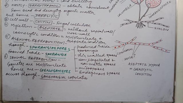 NEET: XI: kingdom fungi : Zygomycetes смотреть онлайн