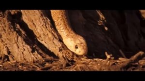 Африка природный мир Калахари /Africa the natural world of the Kalahari