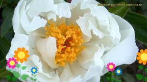 Пион молочноцветковый Вайт Вингс. Краткий обзор, описание paeonia lactiflora White Wings