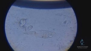 Инфузории под увеличением 640 крат. Под микроскопом.
Levenhuk 2L