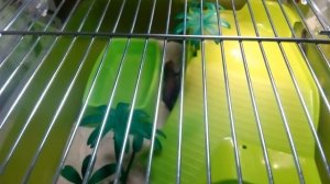 Первое кормление капского варана