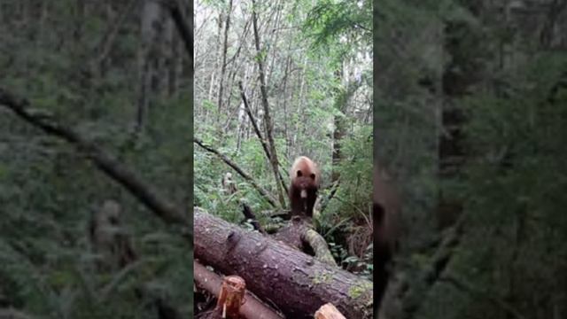 Видео фотоловушки мишка