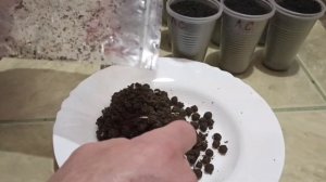 ЛИПА, требует терпения при её проращивании.