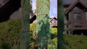 Укрытие можжевельника от снегопадов, чтобы не ломало вертикальные ветки снегом.