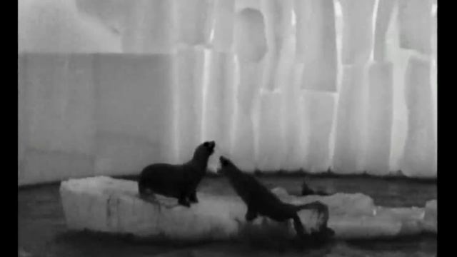 Termovize DALI S246-35 - "Lachtani, Vlci, Hyena" (www.fotomalek.cz) смотреть онлайн