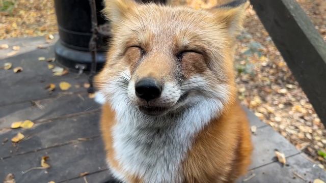 Алиса - лиса. Утренняя, сонная смотреть онлайн