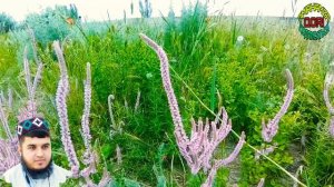 Кори Амирхамза Нашид Муночоти банда