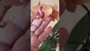 Орхидея фаленопсис Afra (Афра). Первое домашнее цветение.