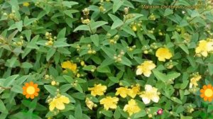 Зверобой обыкновенный Хидкот. Краткий обзор, описание характеристик hypericum Hidcote