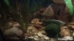 Шпорцевая лягушка, содержание и уход. Aquarium spur frogs.