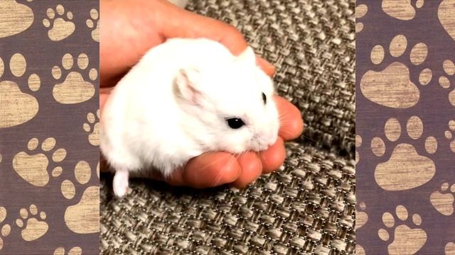 СМЕШНОЙ ХОМЯК