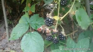 15 сентября. Подмосковье. Ежевика радует своим урожаем.