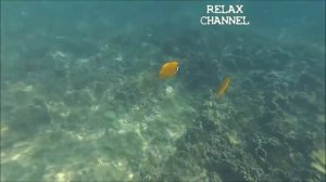 Остров Смерти - Ко Тао (Koh Tao)