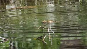 Весеннее квакание лягушек.