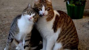 Кого выбрать – кота или кошку: все, что должен знать будущий владелец питомца