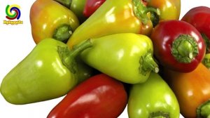 Рецепт Целого, Маринованного Болгарского Перца на Зиму