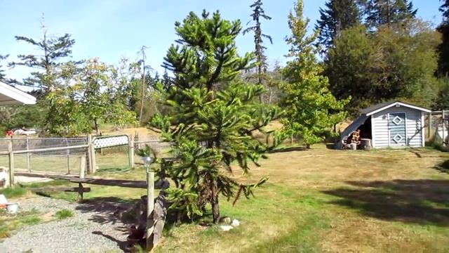 Araucaria angustifolia on Salt Spring Island смотреть онлайн