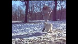 Поисковые игры с собакой