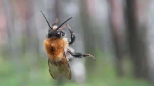 Паук крестовик, оса и шмель в паутине, spider cross