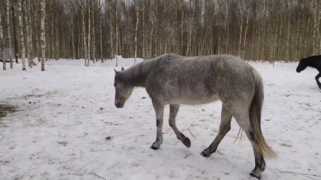 Игры лошадей смотреть онлайн