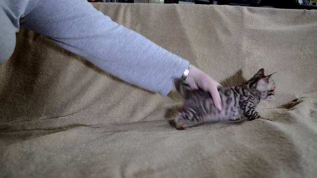 Бенгальский котенок учится быть котенком, Dakota Gold, апрель 2020 смотреть онлайн