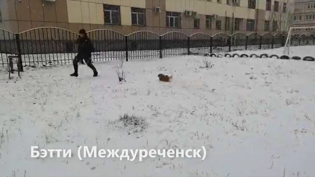 ? В гостях у щенка Бэтти, покупки для собаки, померанский шпиц после груминга смотреть онлайн
